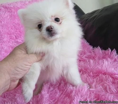 AKC Pomeranian