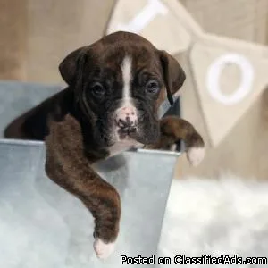 Energetic Boxer Puppies Available.