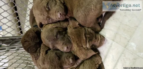 Chesapeake Bay Retriever puppy