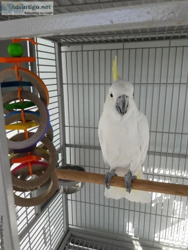 Male Cockatoo for sale
