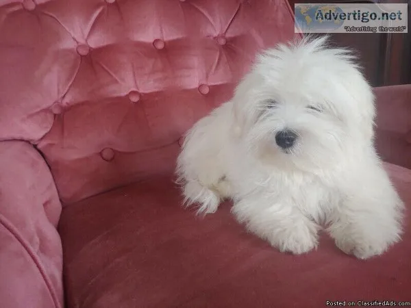 Beautiful maltese puppies