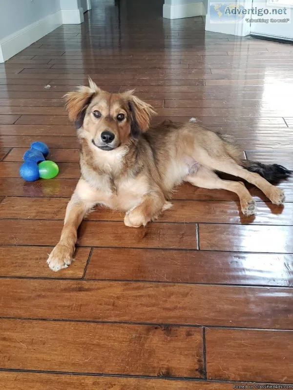 Family friendly Lab-Chow