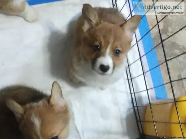 Pembroke Welsh corgi puppies