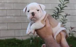 English Bulldog Available