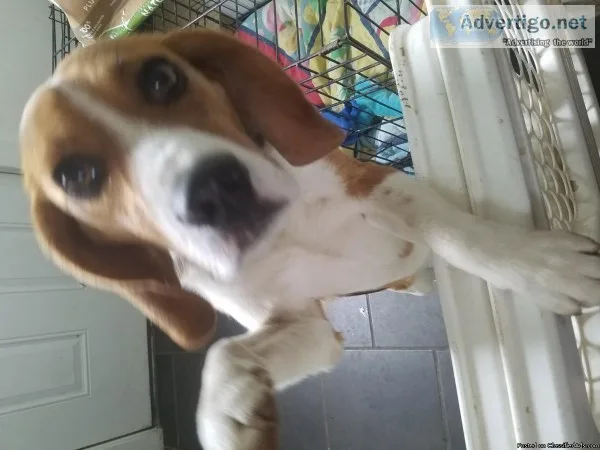 1yr old Beagle
