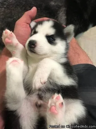 Siberian Husky