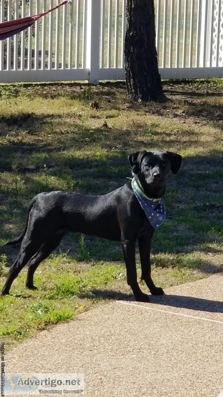 Adorable female puppy dog