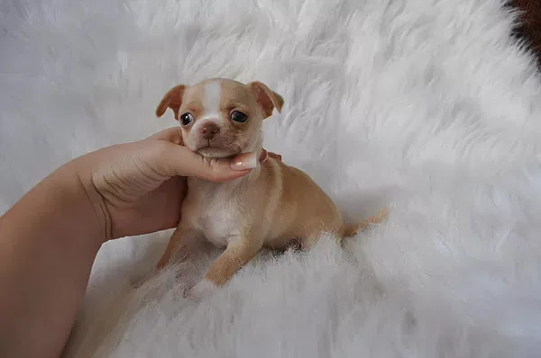 T-cup chihuahua puppies-