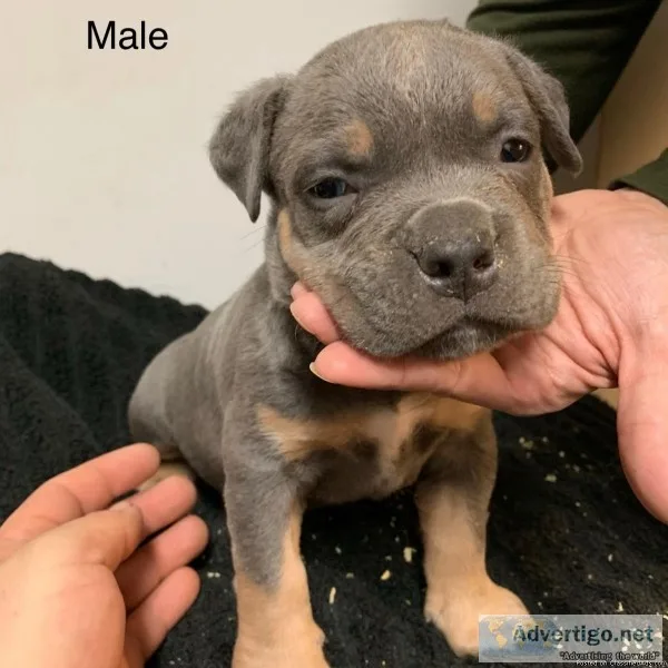 Ukc tri color  puppies