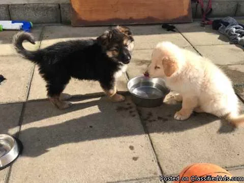 German Shepherd Pups