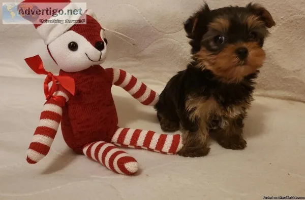 Yorkshire Terrier Puppies
