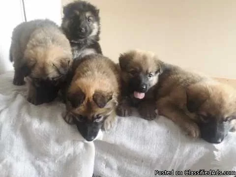 German Shepard puppies for sale 5 boys (long hair straight back)