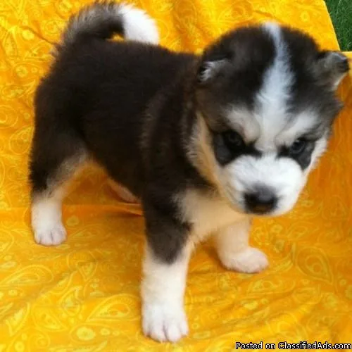 Cute male and female blue eye Husky puppies