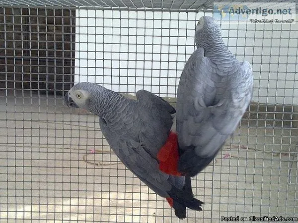 Adorable male and female African grey parrots
