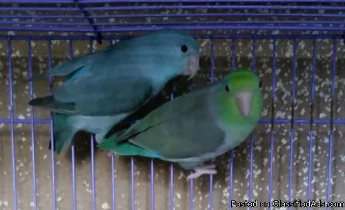 Parrotlets Parrotlet