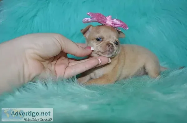 T-cup chihuahua puppies-las vegas
