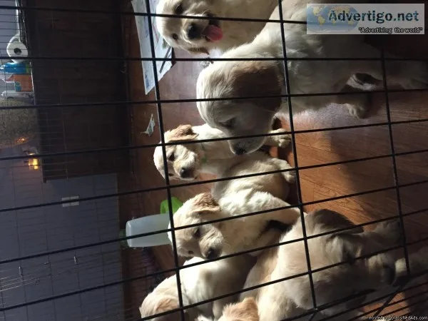 AKC Golden Retriever puppies