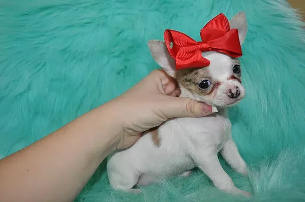 T-cup chihuahua puppies-seattle