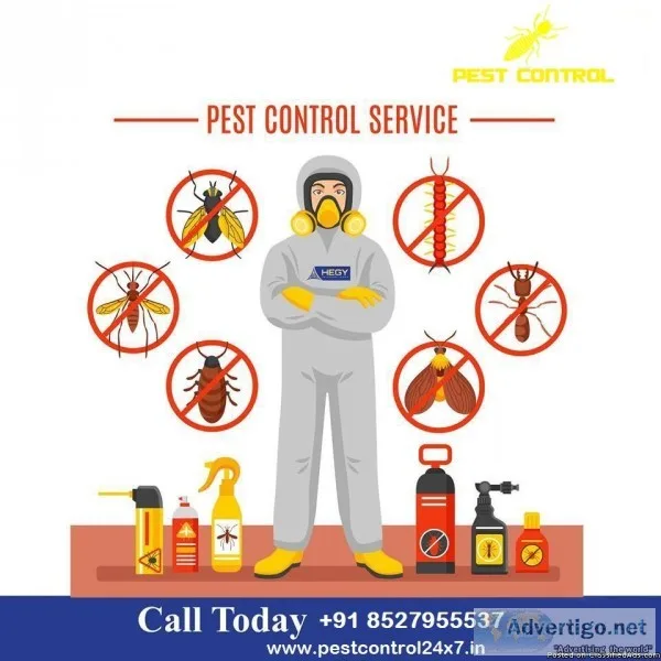 Get The Most Reliable Termite Control in Gurgaon
