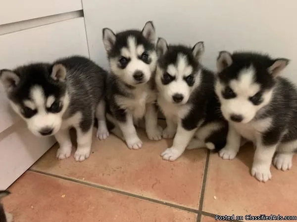 Hello Husky Puppies