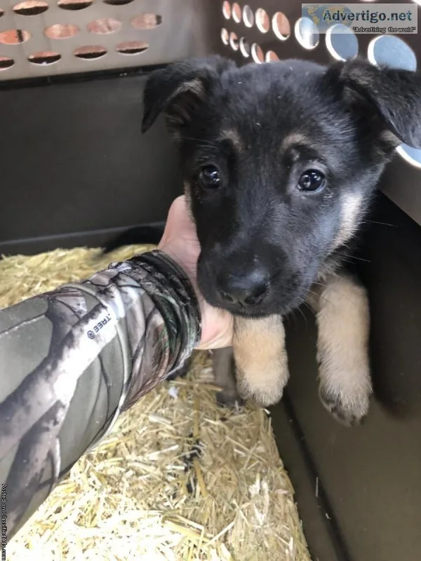 Puppies