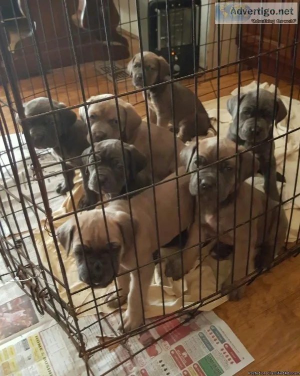 Cane Corso Italian Mastiff Puppies