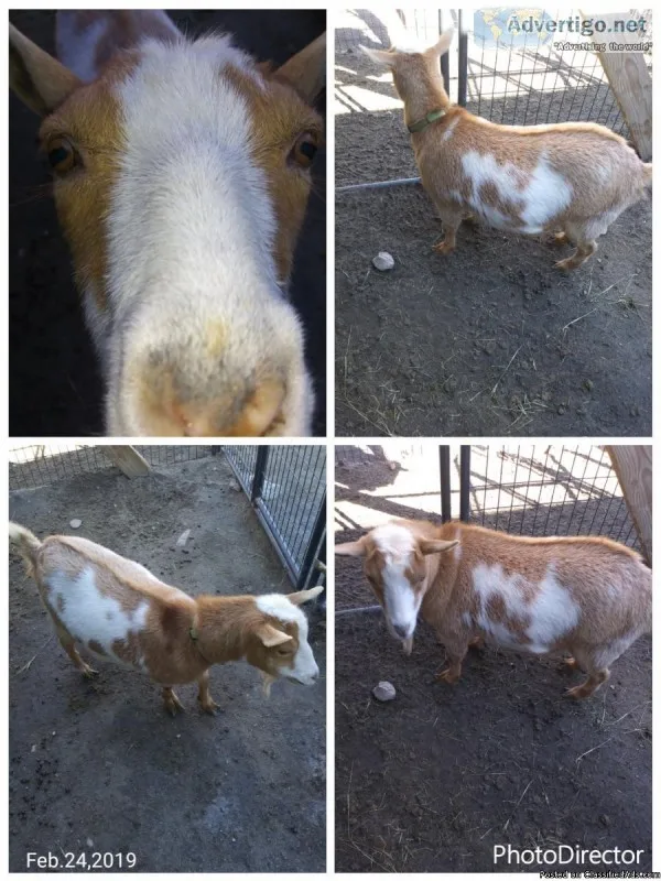 2 Nigerian Dwarf goats
