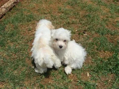 Awesome Maltese Puppies Available