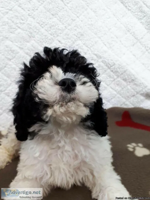 Cockapoos Cocker Spaniel X Toy Poodle - best dog for kids