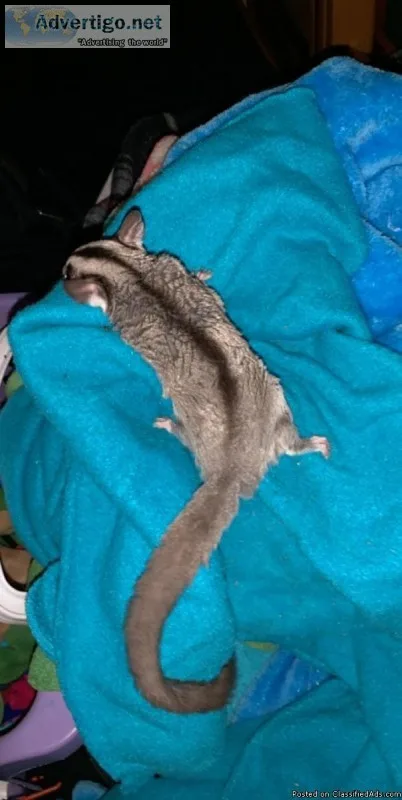 Female Sugar Gliders