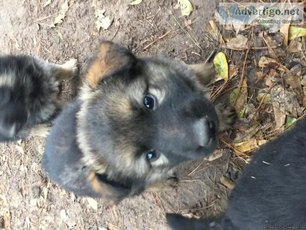 Gernan Shepherd Puppies