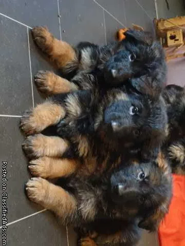 Pedigree Miniature Yorkshire Terrier Puppies