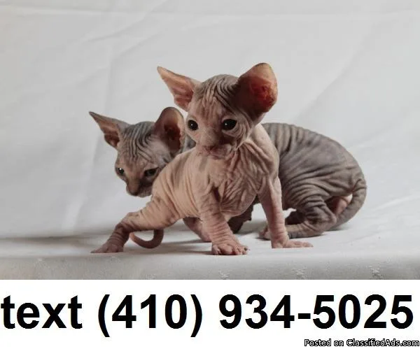 Adorable sphynx hairless kittens for sale.