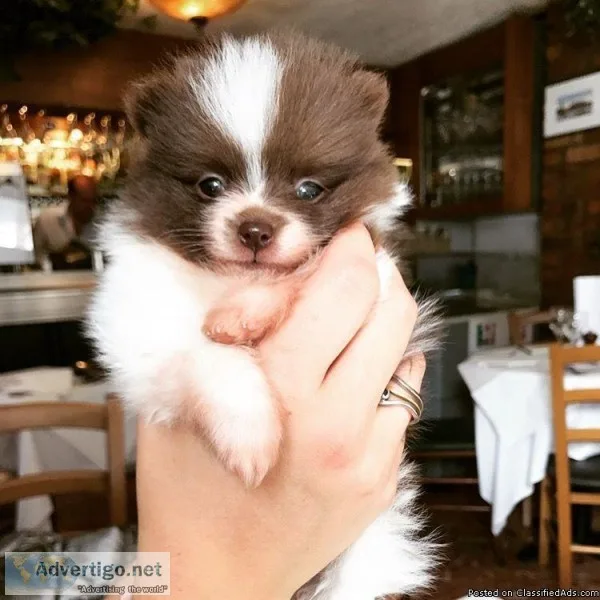 QUALITY POMERANIAN PUPPIES FOR NEW HOMES
