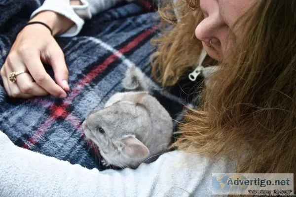 Chinchillas. Always wanted one