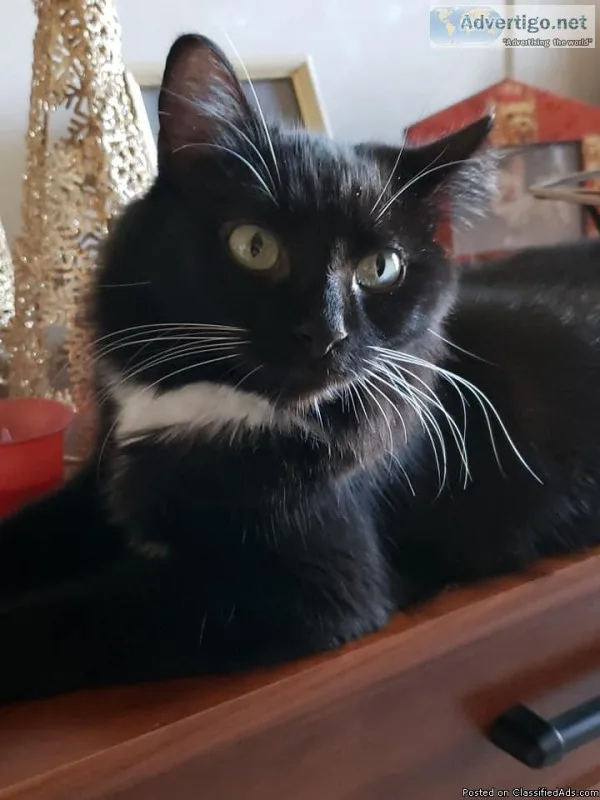Female Tuxedo Cat