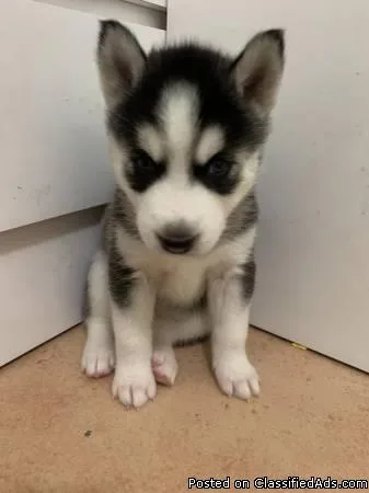 We have the Husky Puppies