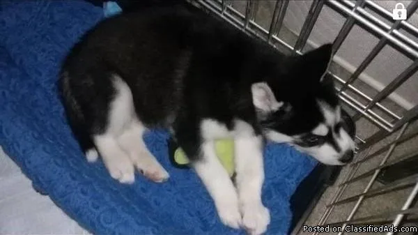Blue eyes male and female Siberian Husky puppies