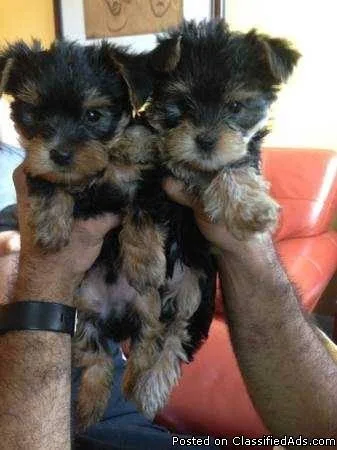 Teacup MaleFemale Yorki Pups