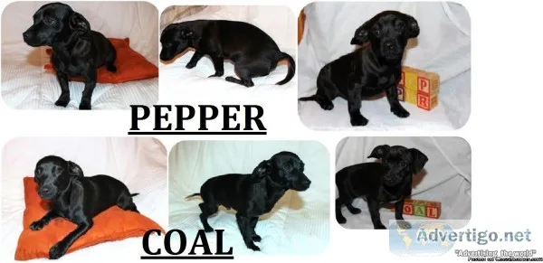 Mini Black Lab Style Select Breed