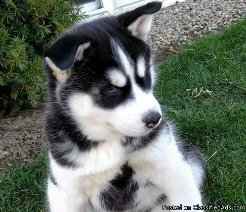 AKC REGISTERED   HUSKY     PUPPIES