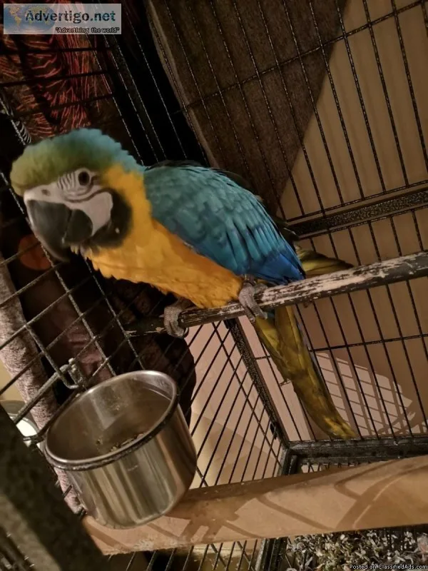 Beautiful Baby Macaw text us at 352-405-0237