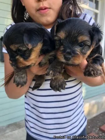 Cutest Little Teacup Yorkie