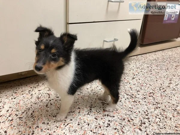 Shetland sheepdog pup