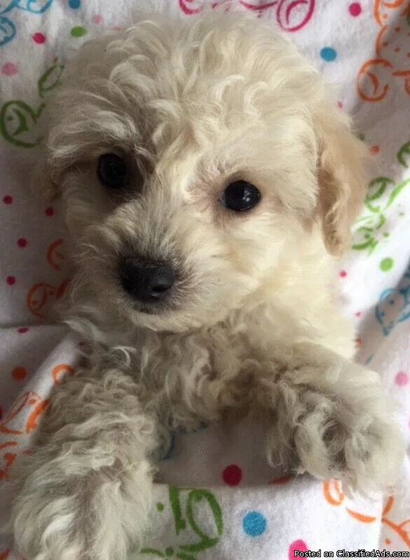 Gorgeous Cream and White Maltipoo Puppies