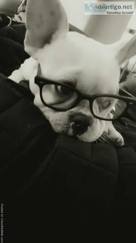 2 Year Old Male French Bulldog