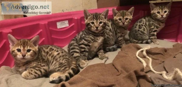 Adorable Bengal Kittens -Brown Rosetted Beauties