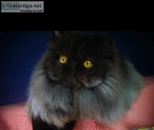 Championed Solid Black Persian