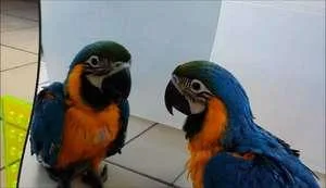 Blue and Gold Macaw Parrots text at 352-405-0237