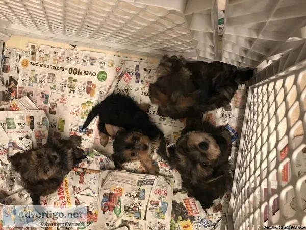 Snorkie Puppies